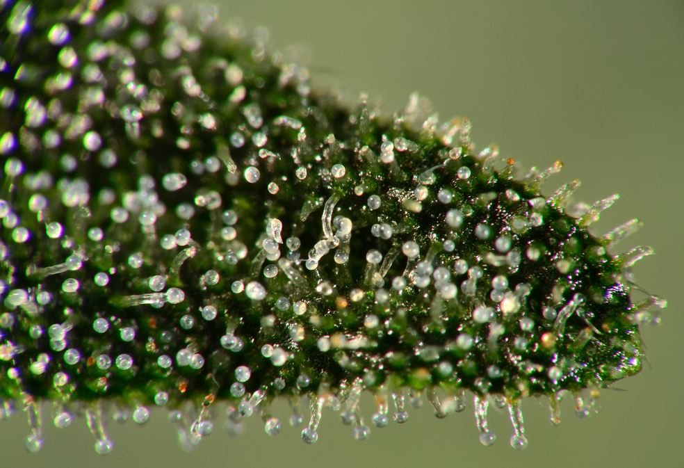 Cannabis Trichome. Was Ist Das Und Wozu Sind Sie Da?